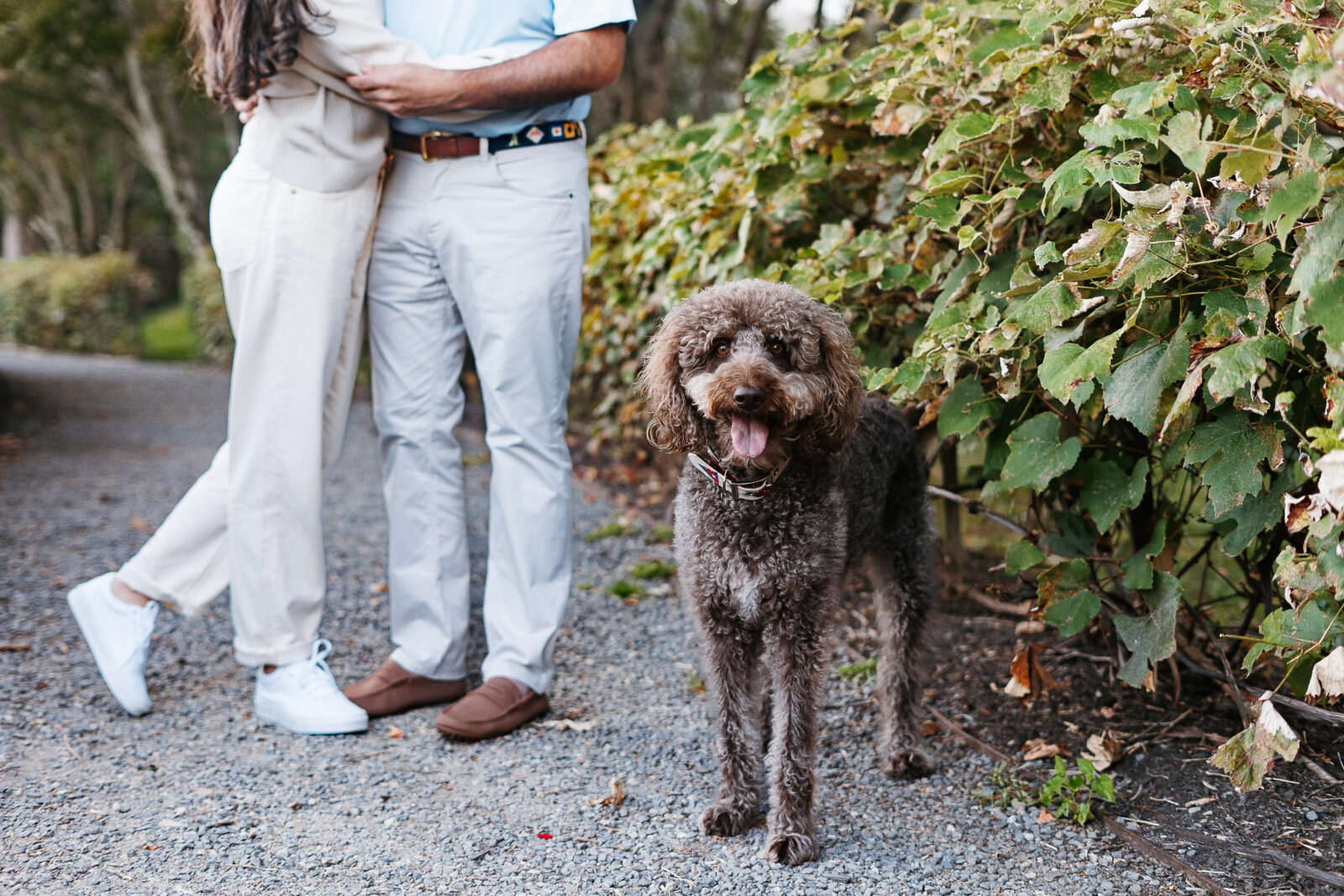 Engagement photos at Turner Hill in Ipswich with dog 