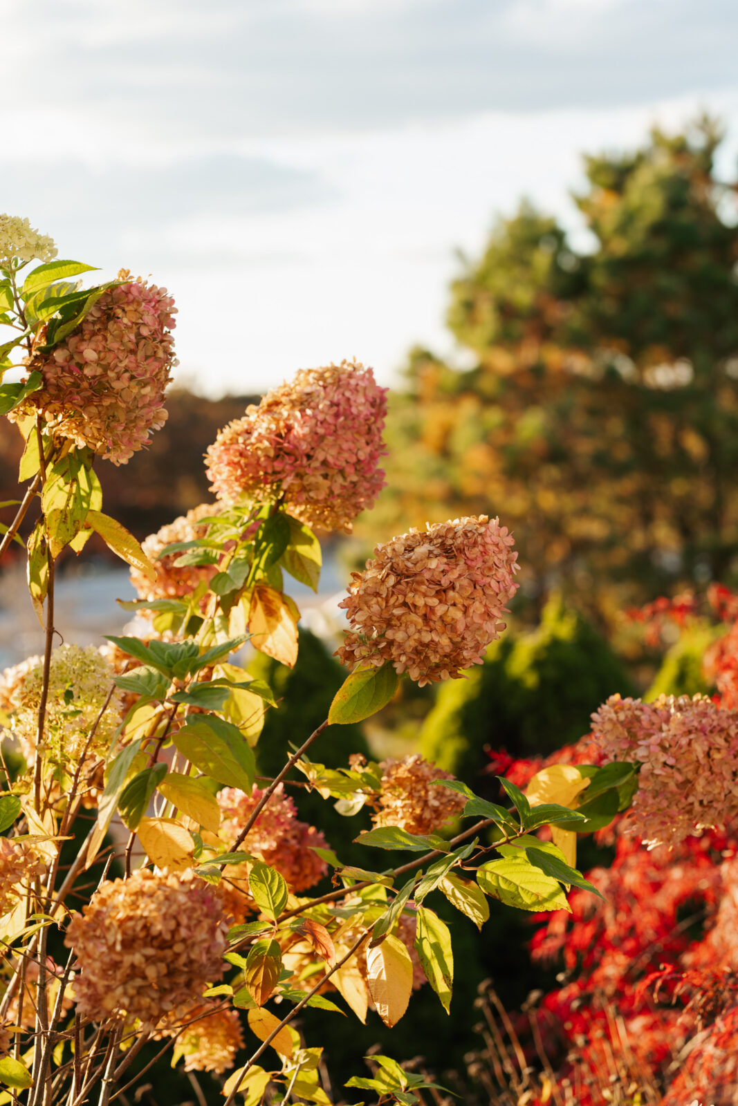 Hydrangea-lined outdoor ceremony space at Waverly Oaks Country Club