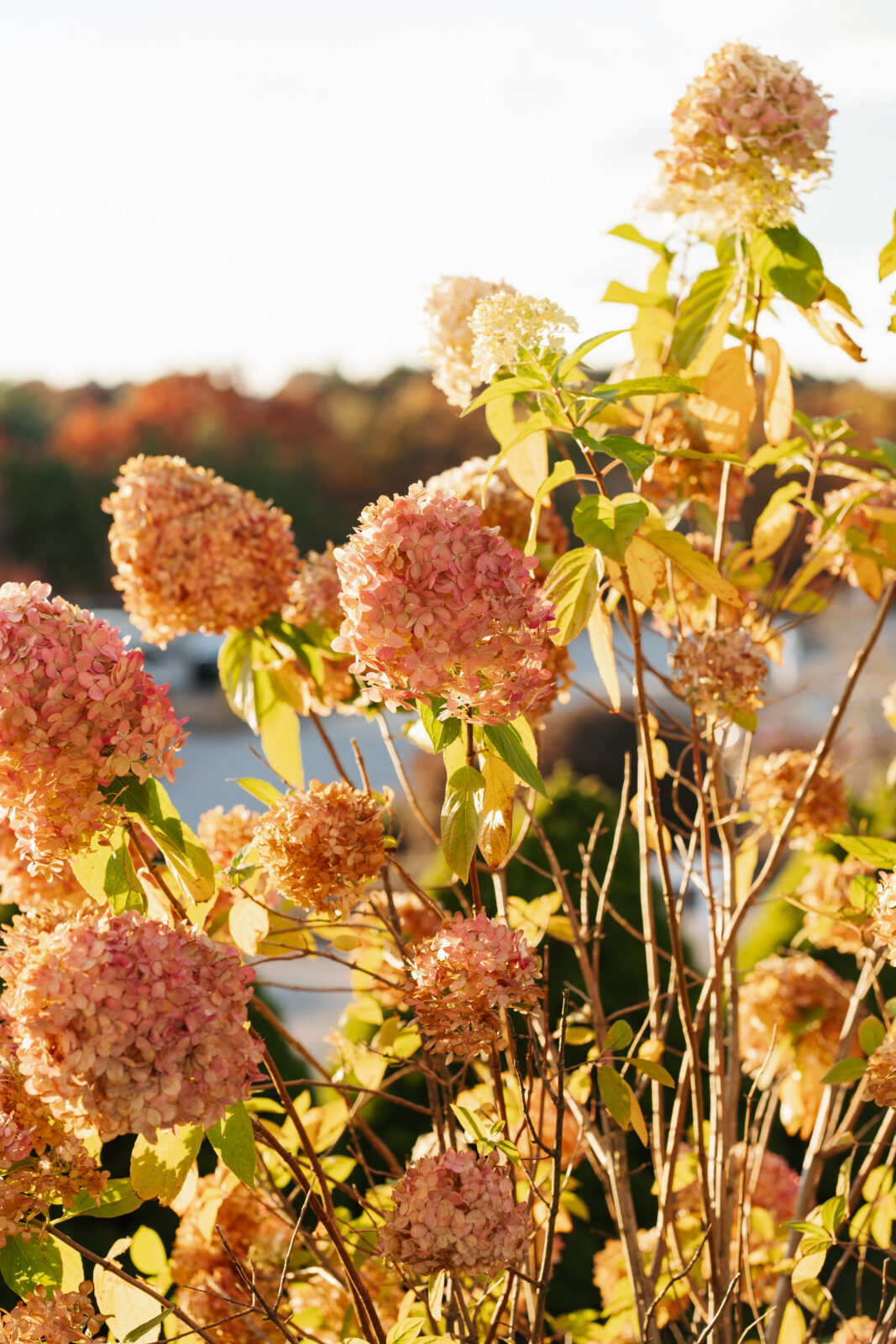 Romantic garden setting with hydrangeas at Waverly Oaks wedding venue